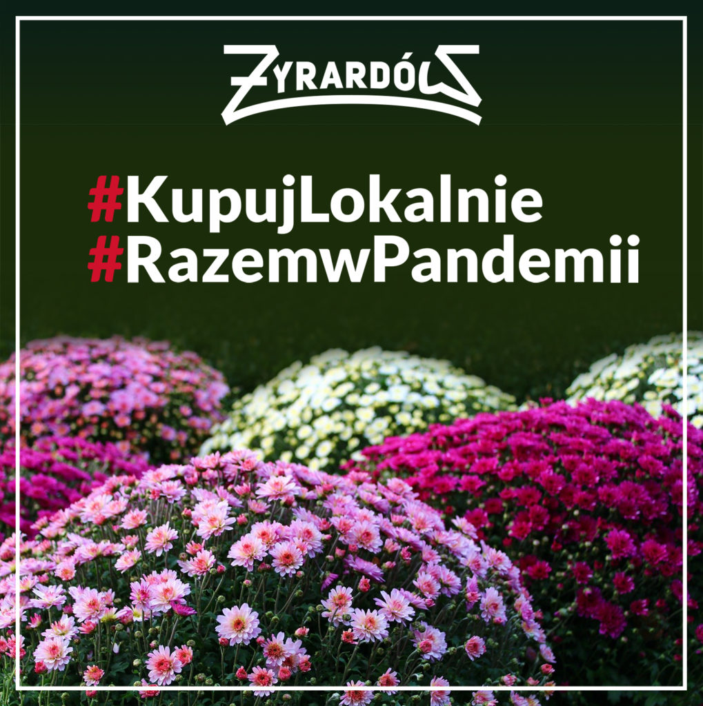 plakat chryzantemy pod napisami kupuj lokalnie, razem w pandemii